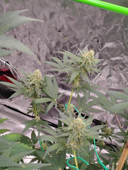 Fruity Pebbles OG. Week 11