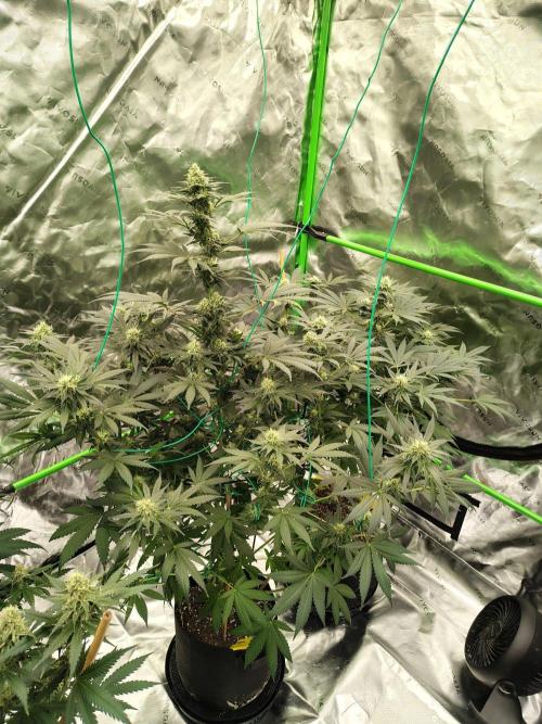 Durga Mata. Week 11