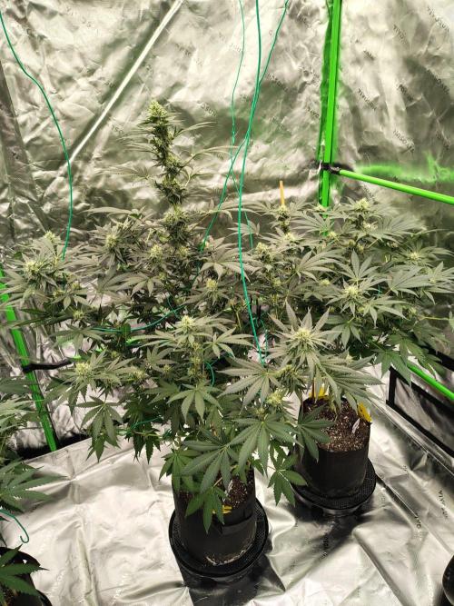 Durga Mata. Week 11