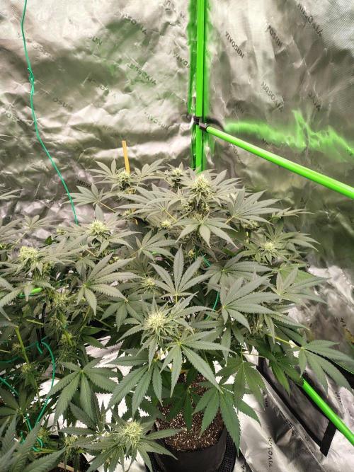Durga Mata. Week 11