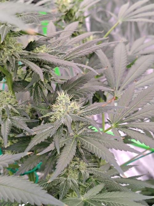 Durga Mata. Week 11