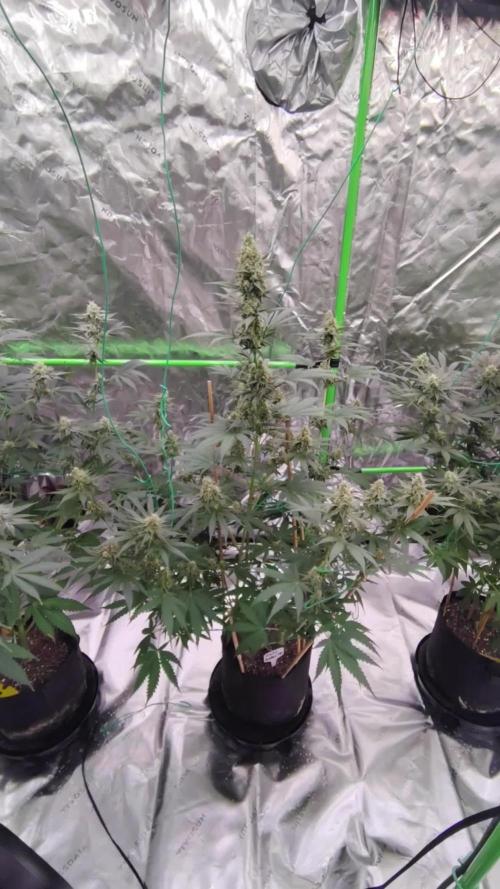 Fruity Pebbles OG