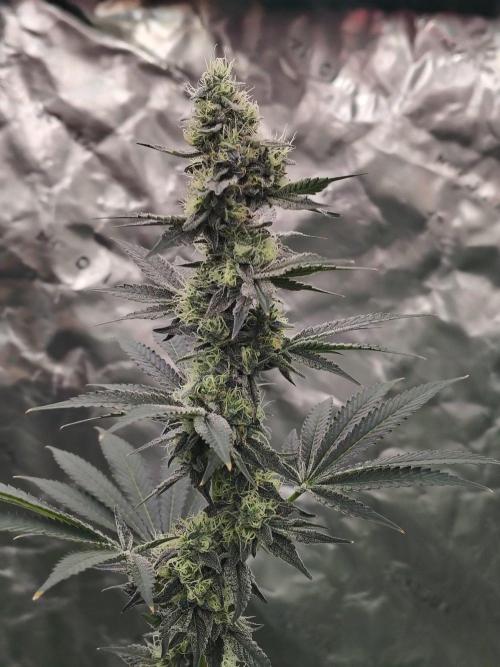 Zoap Rose. Week 11
