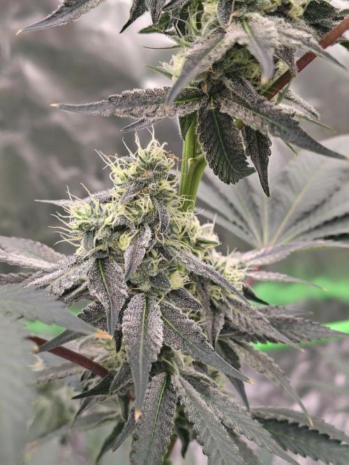 Zoap Rose. Week 11