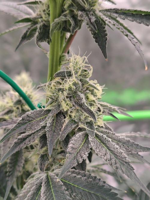 Zoap Rose. Week 11