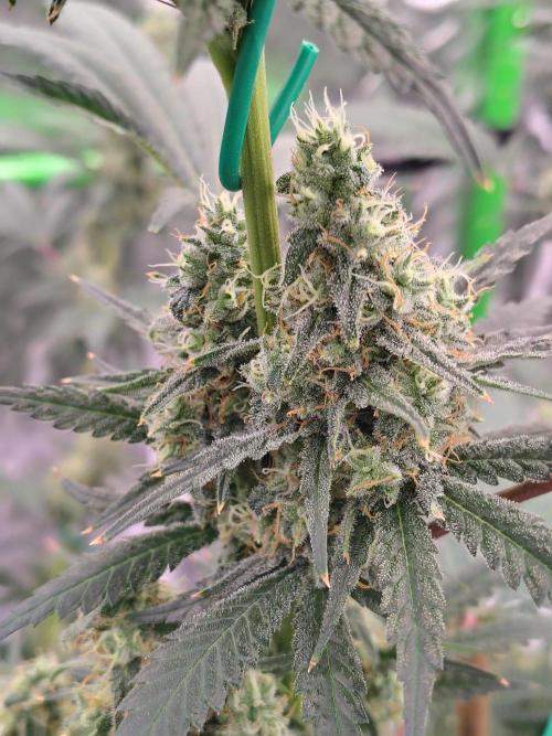 Fruity Pebbles OG. Week 11