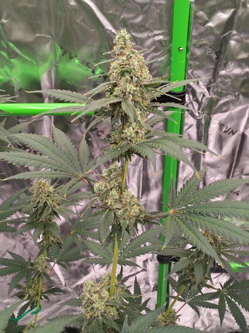 Fruity Pebbles OG. Week 11