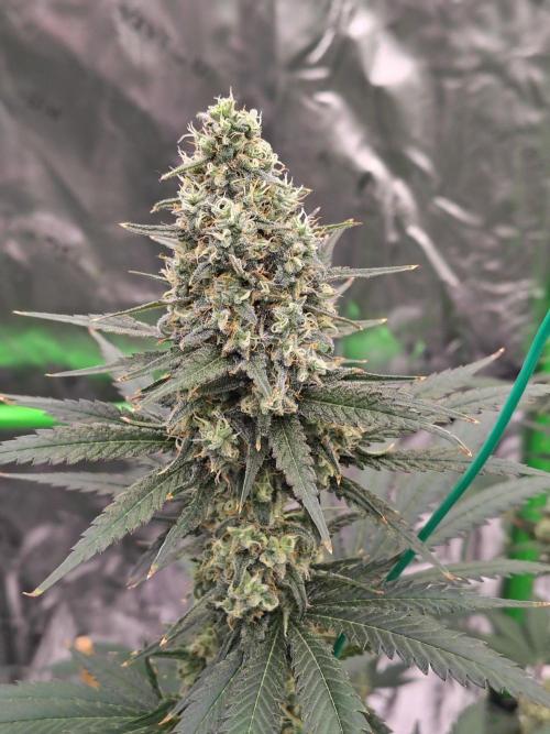 Fruity Pebbles OG. Week 11