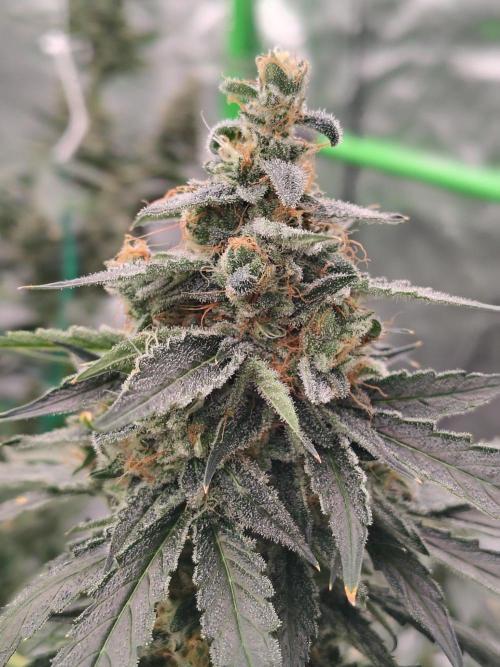 Son of a Mich. Week 10