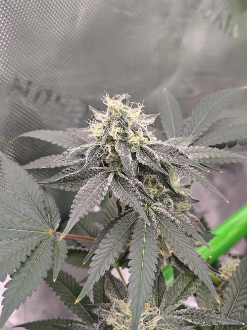 Zoap Rose. Week 12