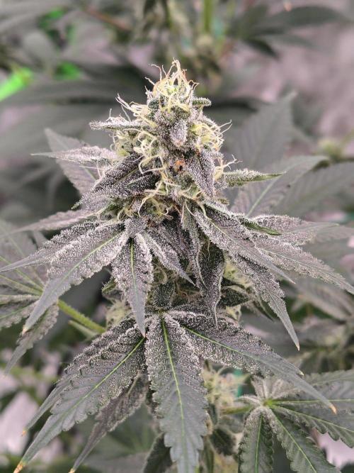 Zoap Rose. Week 12
