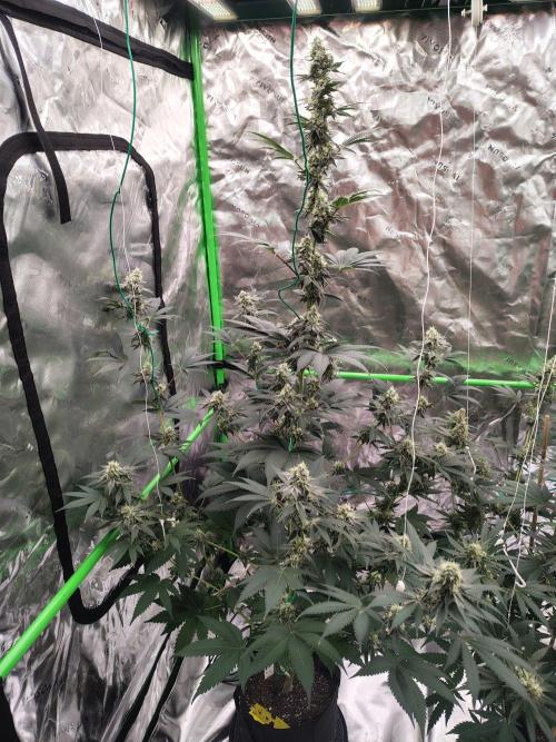Zoap Rose. Week 12