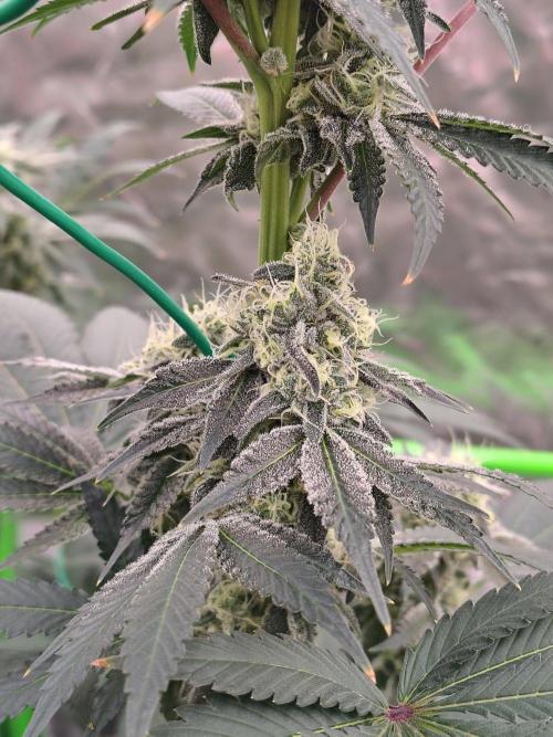 Zoap Rose. Week 12