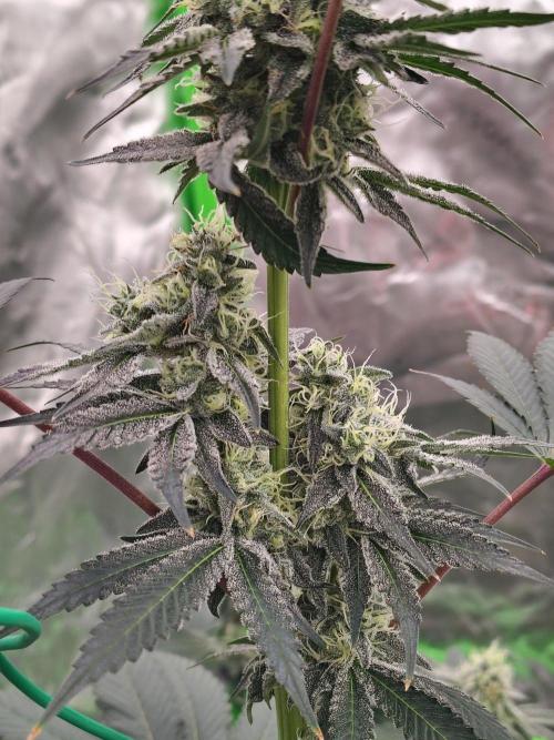 Zoap Rose. Week 12