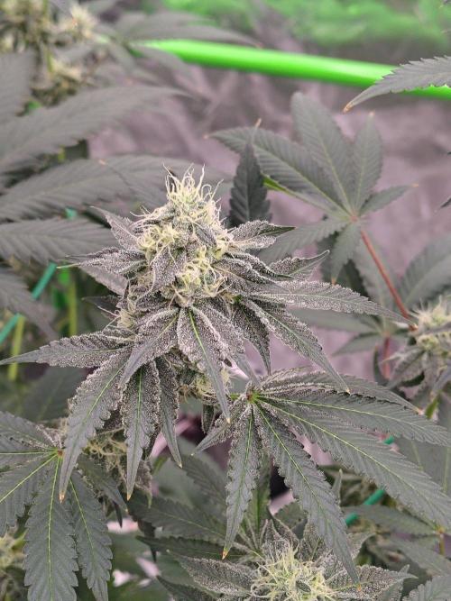 Zoap Rose. Week 12