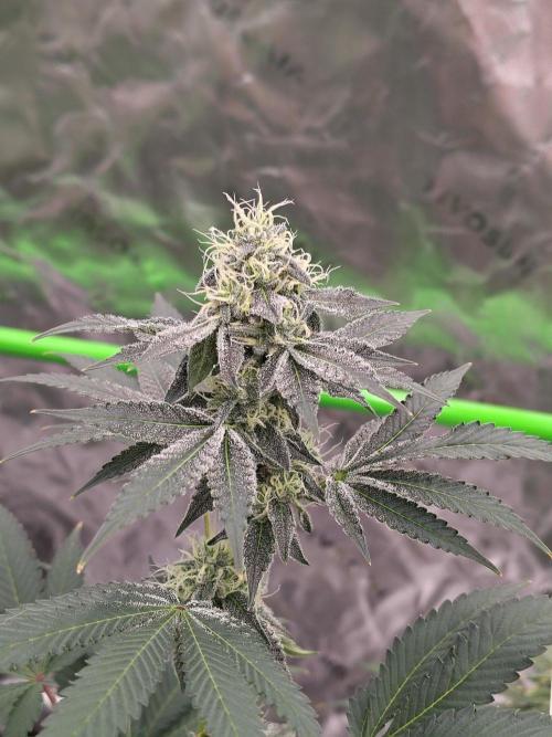 Zoap Rose. Week 12
