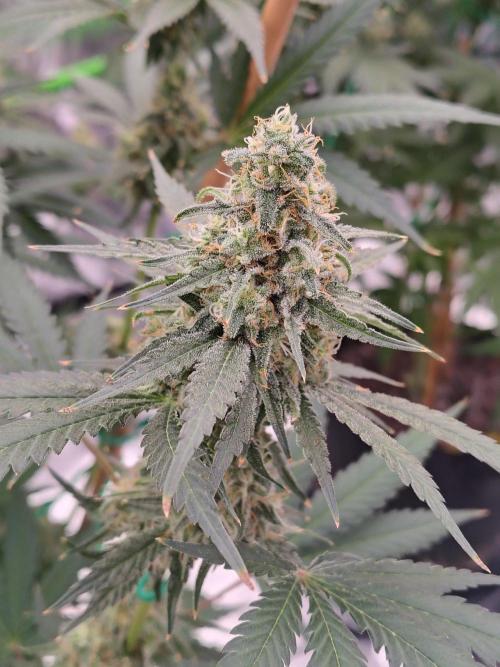 Fruity Pebbles OG. Week 12