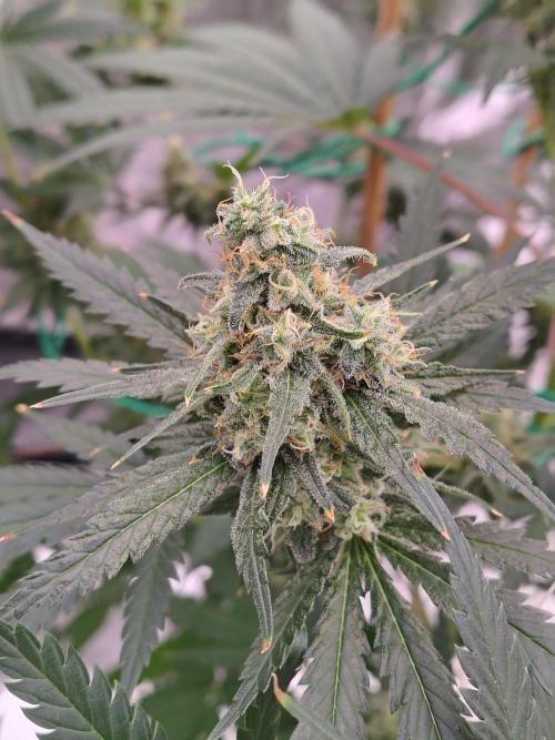 Fruity Pebbles OG. Week 12
