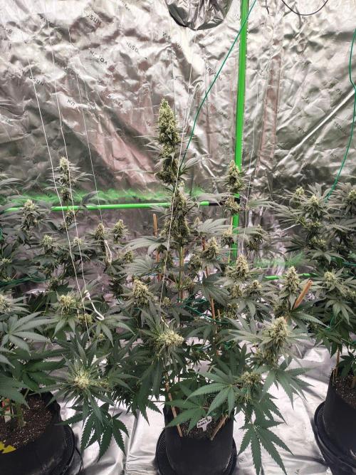 Fruity Pebbles OG. Week 12