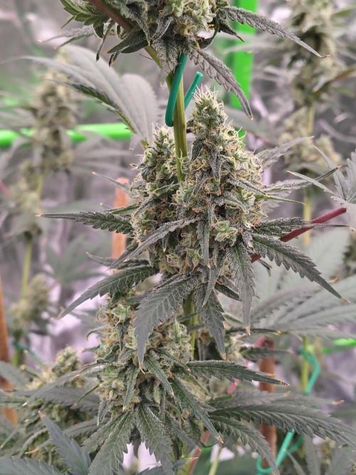 Fruity Pebbles OG. Week 12