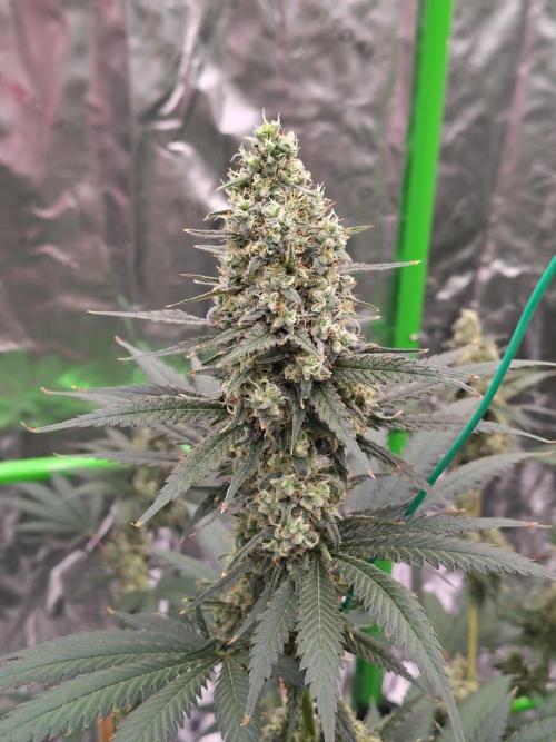 Fruity Pebbles OG. Week 12