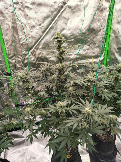 Durga Mata. Week 12