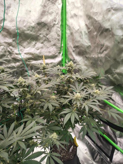 Durga Mata. Week 12