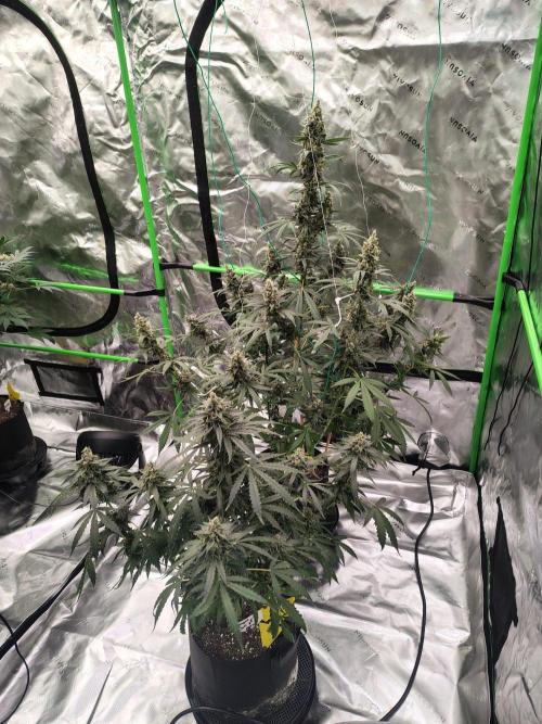 Son of a Mich. Week 10