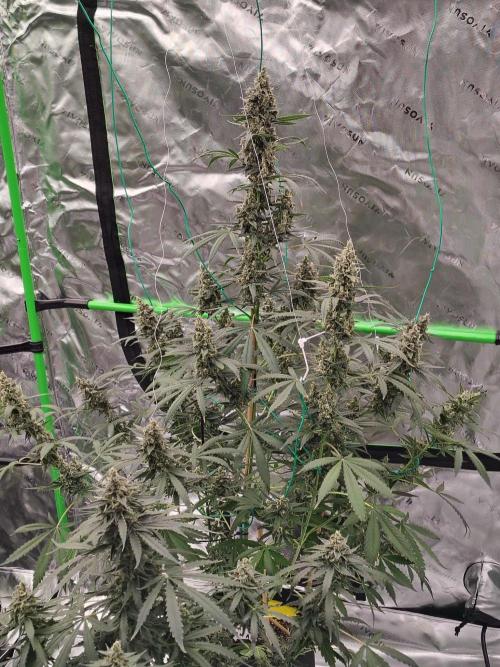 Son of a Mich. Week 10