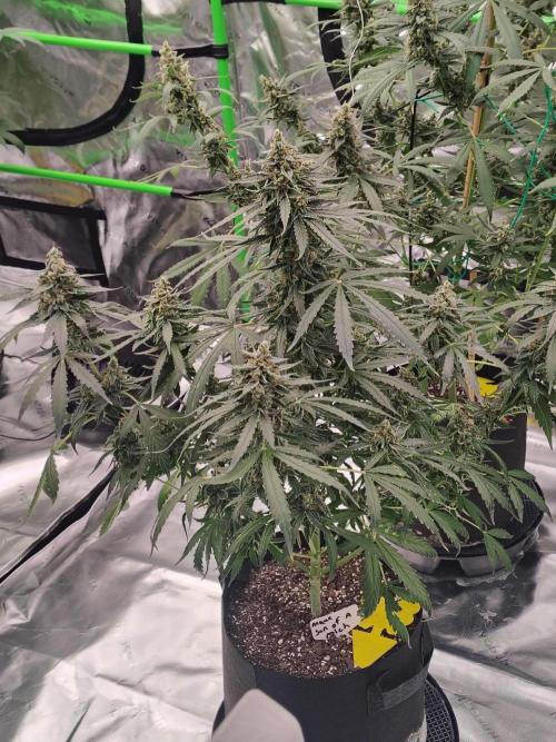Son of a Mich. Week 10
