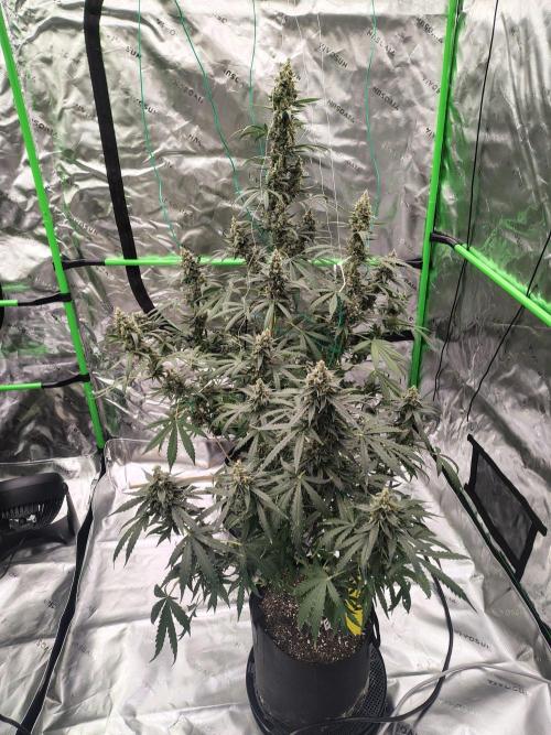 Son of a Mich. Week 10