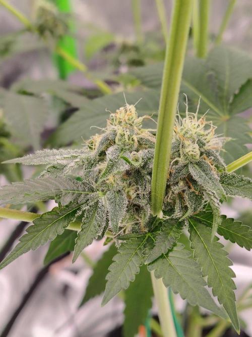 Zoap Rose. Week 12