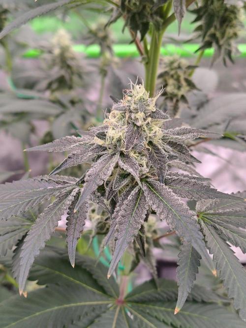 Zoap Rose. Week 12