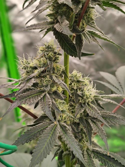 Zoap Rose. Week 12