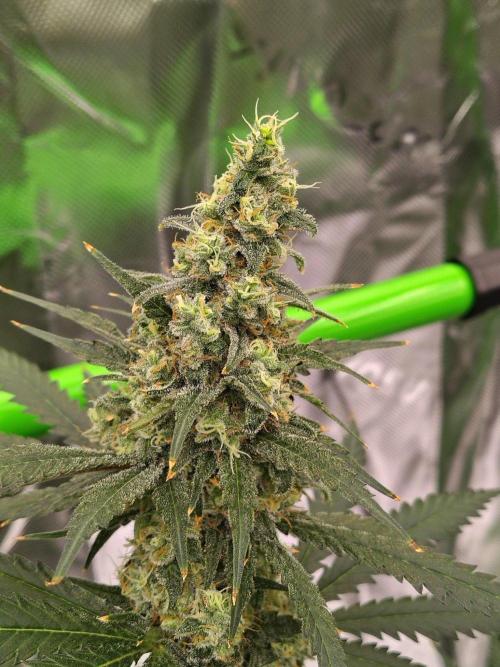 Fruity Pebbles OG. Week 12