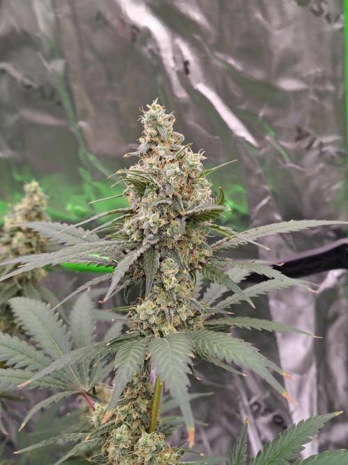 Fruity Pebbles OG. Week 12
