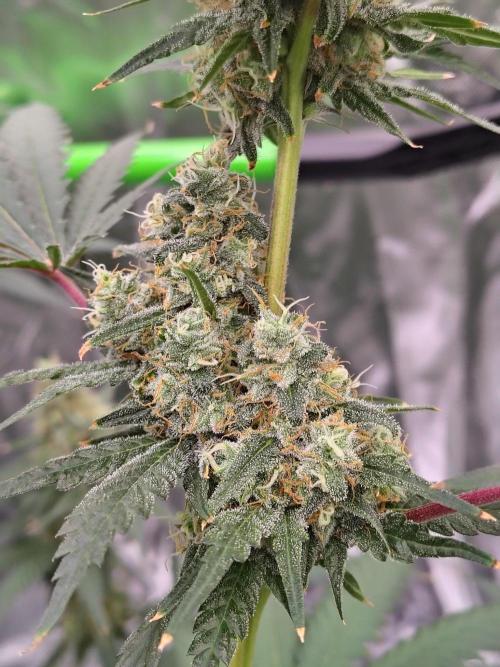 Fruity Pebbles OG. Week 12
