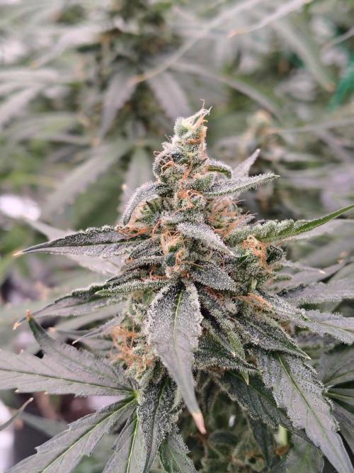 Son of a Mich. Week 10