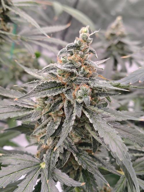 Son of a Mich. Week 10