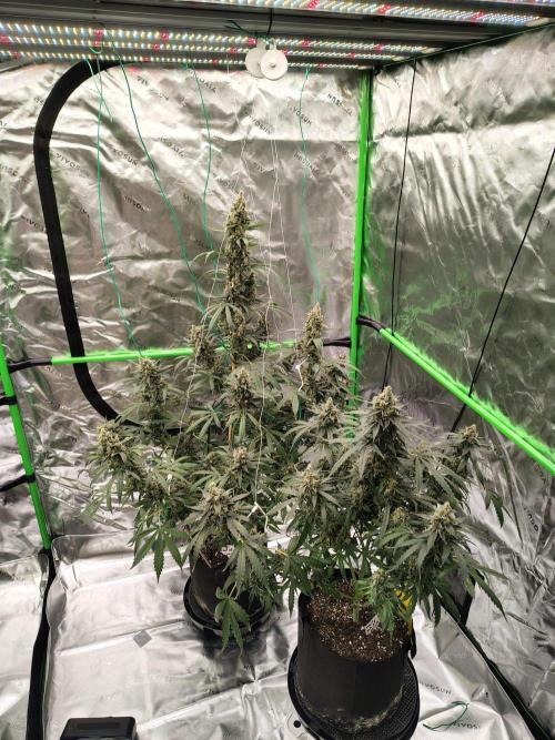 Son of a Mich. Week 11
