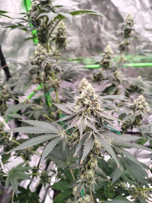 Zoap Rose. Week 13
