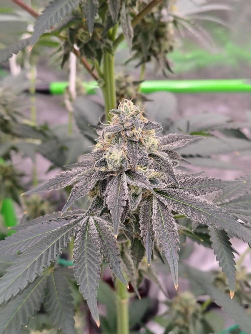 Zoap Rose. Week 13