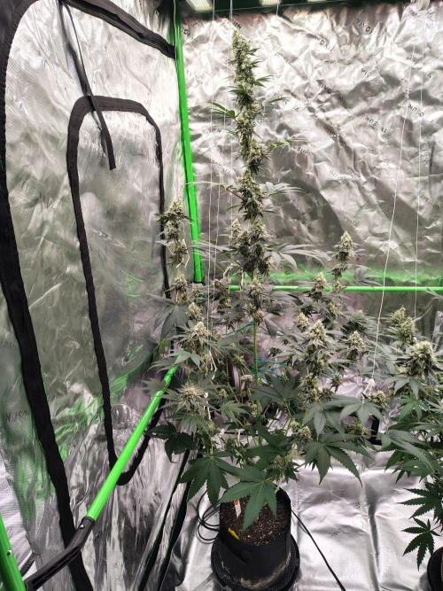 Zoap Rose. Week 13
