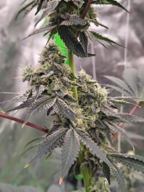 Zoap Rose. Week 13