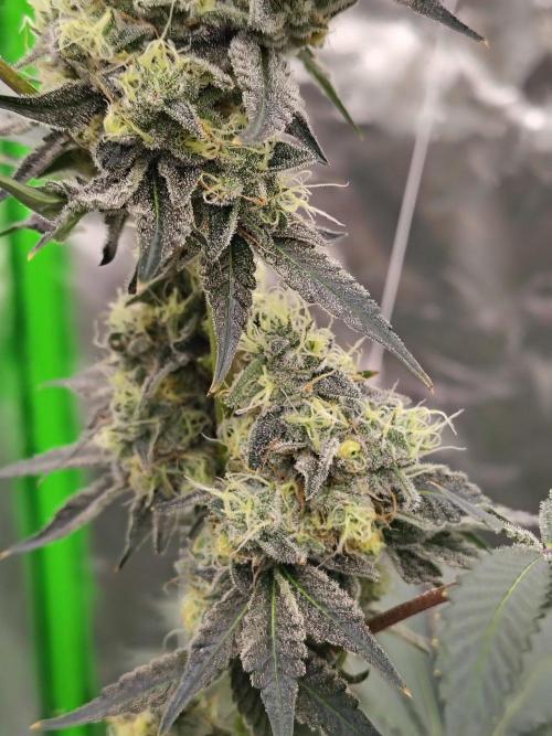 Zoap Rose. Week 13