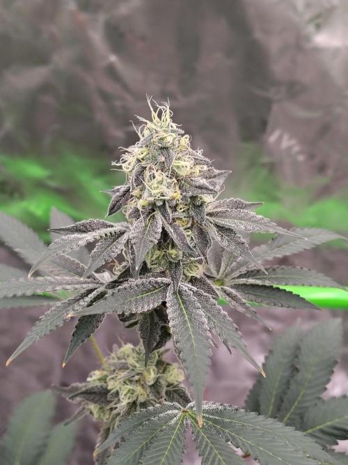 Zoap Rose. Week 13