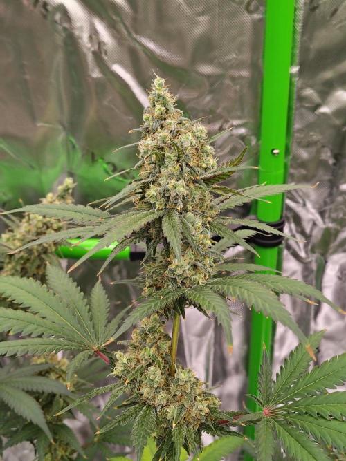 Fruity Pebbles OG. Week 13