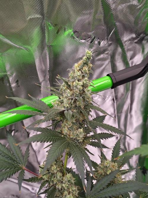 Fruity Pebbles OG. Week 13