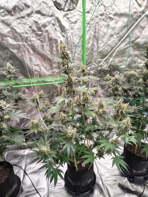 Fruity Pebbles OG. Week 13