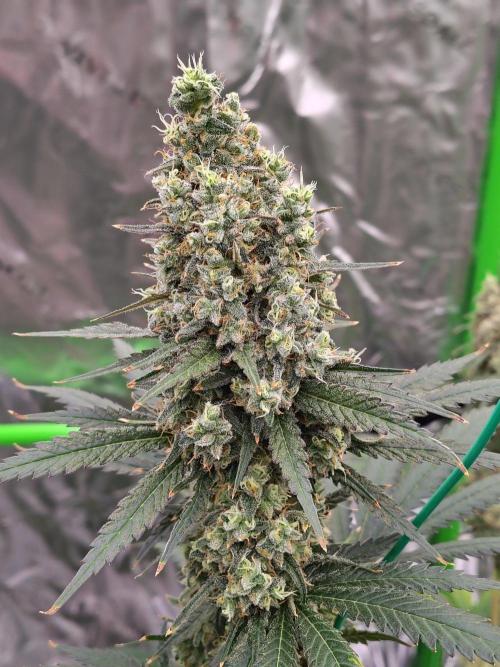 Fruity Pebbles OG. Week 13